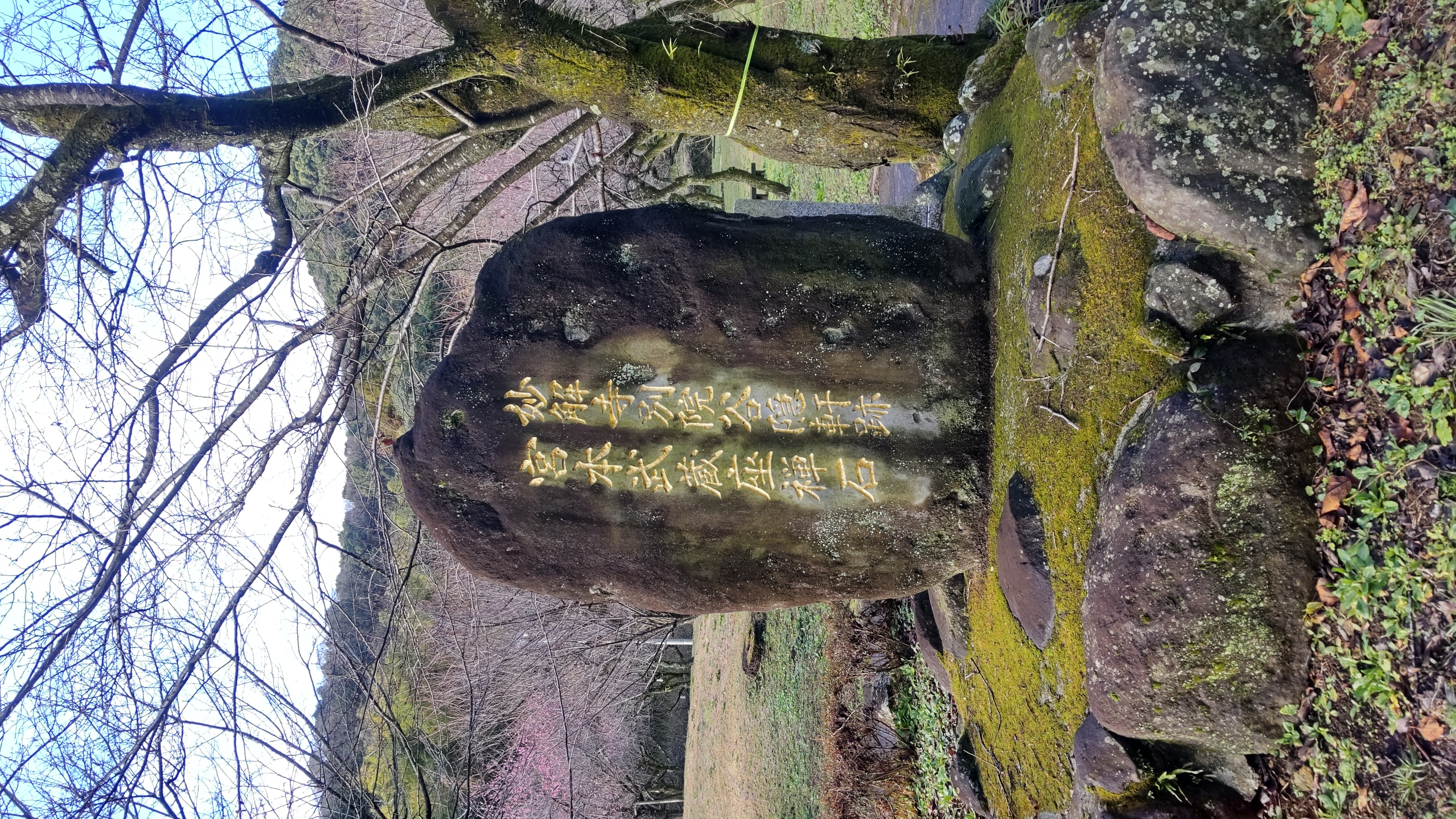 谷尾崎梅林公園に立ち寄る 1月21日